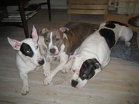 Blanding af racer Knud - Knud og vennerne - Frede og Zena billede 6