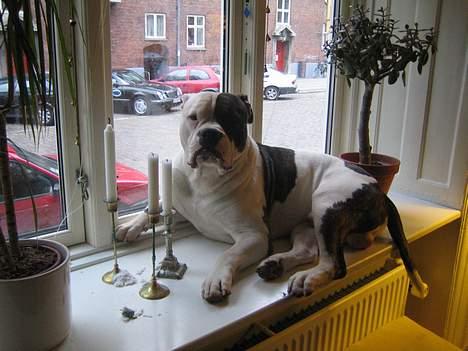 Blanding af racer Knud - Yndlingspladsen når der ventes på far.. 1 år billede 7