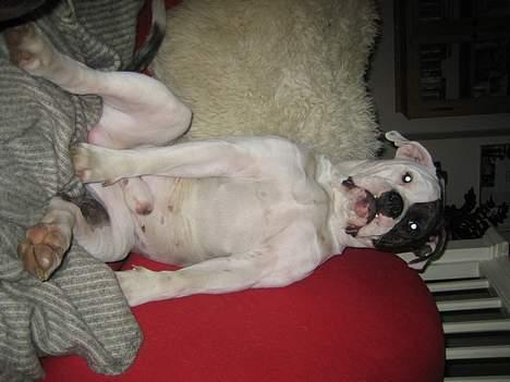 Blanding af racer Knud - Monsterhunden... billede 8