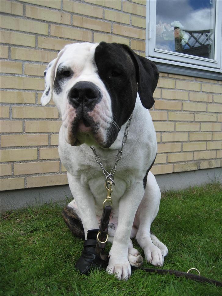 Blanding af racer Carlos *død* - Foran min søde mormors hus i Virum.  billede 6