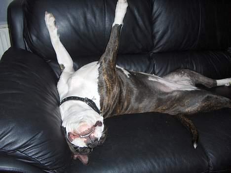 Amerikansk staffordshire terrier amiga 25-11-04 - shh jeg sover.. billede 9