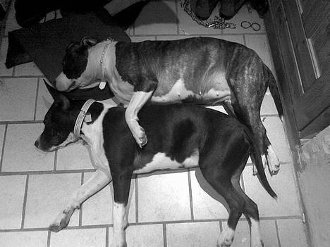 Amerikansk staffordshire terrier amiga 25-11-04 - se hvor stor de små hund er nu.. billede 10