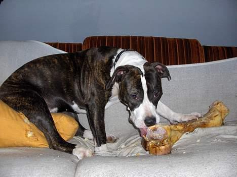 Amerikansk staffordshire terrier amiga 25-11-04 - godt at have en god arbejdes stilling ha ha billede 11