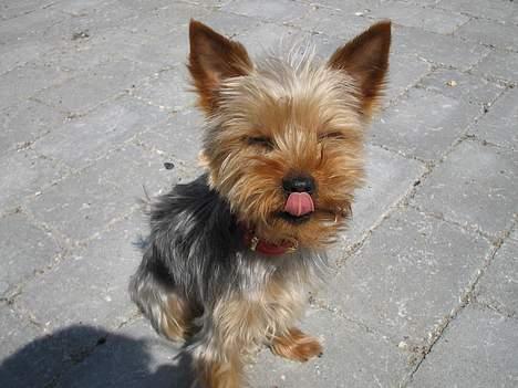 Yorkshire terrier Freja billede 1