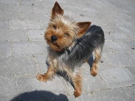 Yorkshire terrier Freja billede 2