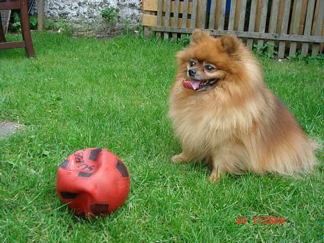 Pomeranian Rocky R.I.P. min skat - puha det er lidt hårdt billede 4