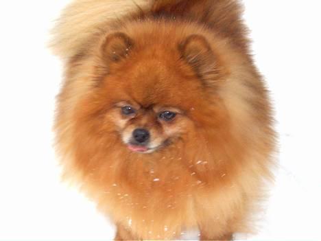 Pomeranian Rocky R.I.P. min skat - skal lige have sneen slikket af igen og så jeg klar til nye løjer billede 6