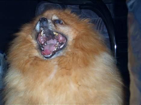 Pomeranian Rocky R.I.P. min skat - se mine pæne bisser billede 7