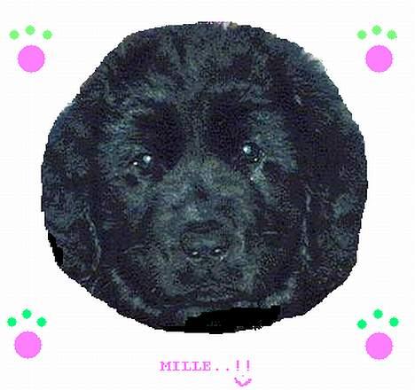 Newfoundlænder Mille - Miig som lille billede 18