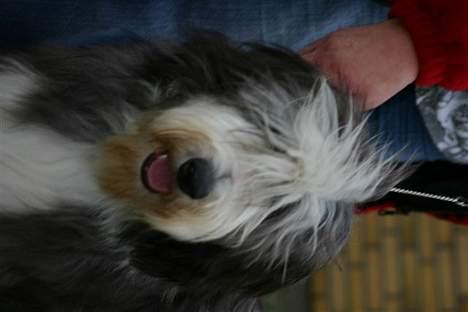 Bearded collie Megan billede 16
