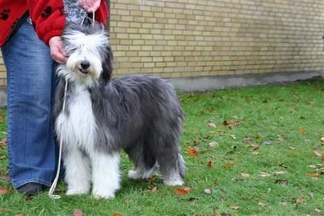 Bearded collie Megan billede 17