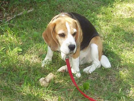 Beagle Berta <'3 billede 6