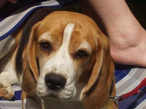 Beagle Berta <'3 - "Har du mad ?" billede 7
