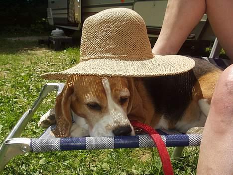 Beagle Berta <'3 - "Jeg låner lige din hat mor, skal jo ikke blive solbrændt på hovedet !" billede 8