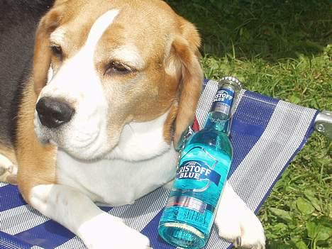 Beagle Berta <'3 - " Du rører den ikke Sara! Det er MINMINMIN!" billede 9