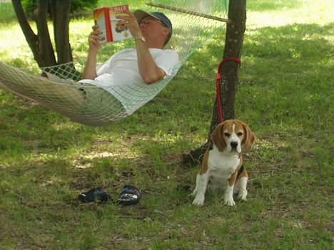 Beagle Berta <'3 - "Jeg passer på dig far!" billede 10