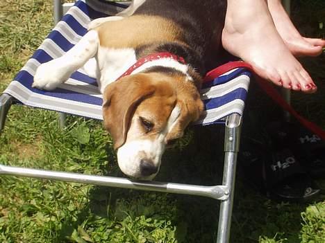 Beagle Berta <'3 - "Aaaaaaaaeeh.. Sol er DEJLIGT!" billede 12