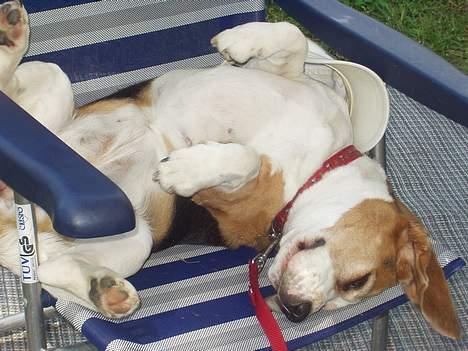 Beagle Berta <'3 - "damdamdam.. Man skal jo også blive brun på maven iik ? Jeg er en strandbabe!" billede 13