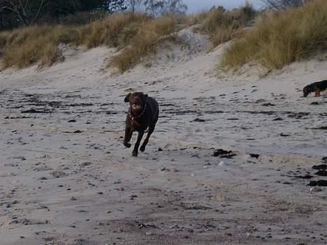 Blanding af racer Maggie - d. 9/12-05 på stranden billede 18