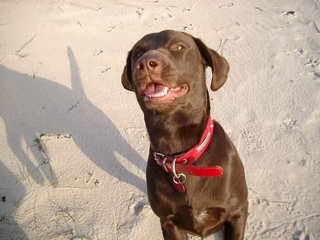 Blanding af racer Maggie - d. 9/12-05 på stranden billede 19