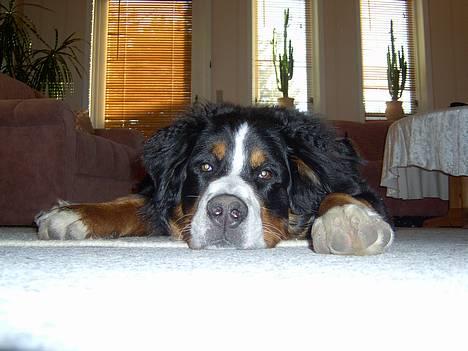 Berner sennenhund Bernhard - jeg SOVER faktisk billede 2