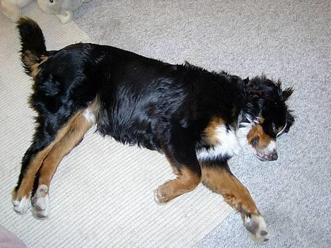 Berner sennenhund Bernhard - Zzz billede 3