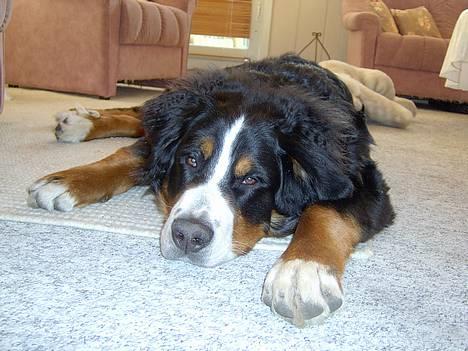 Berner sennenhund Bernhard - Har I ikke snart nok billeder af mig.. billede 4