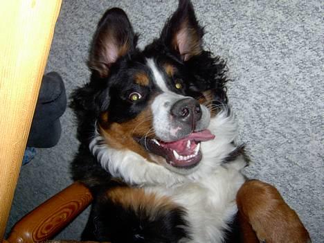 Berner sennenhund Bernhard - hay... tøser.. er jeg ikke bare det dejligste stykke mandfolk i har set billede 5