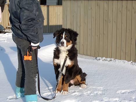 Berner sennenhund Bernhard - i sær.. når jeg sidder pænt.. billede 6