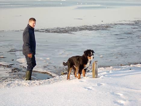 Berner sennenhund Bernhard - glem det far.. jeg skal ikke ud på det der.. det er GLAT... billede 7