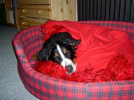 Berner sennenhund Bernhard - her er jeg så.. YNKLIG IK.. jo jeg var også lidt syg den dag.. :( billede 8