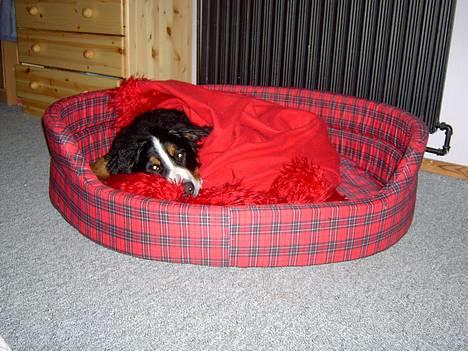 Berner sennenhund Bernhard - øvvv.. har ondt af mig selv.. billede 9