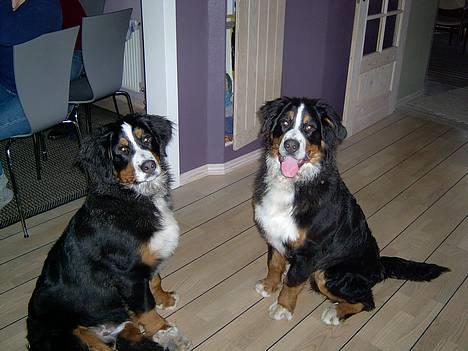 Berner sennenhund Bernhard - her er min bror Valde og jeg..´ billede 10