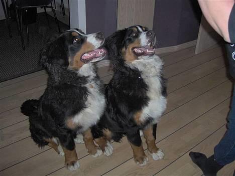 Berner sennenhund Bernhard - se vi er dygtige billede 11