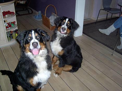 Berner sennenhund Bernhard - men også Charmerende.. billede 12
