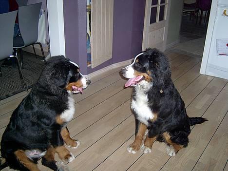 Berner sennenhund Bernhard - åhh.. nej HVEM ER HVEM.. billede 13