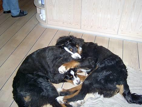 Berner sennenhund Bernhard - KRAMMER..¨ billede 14