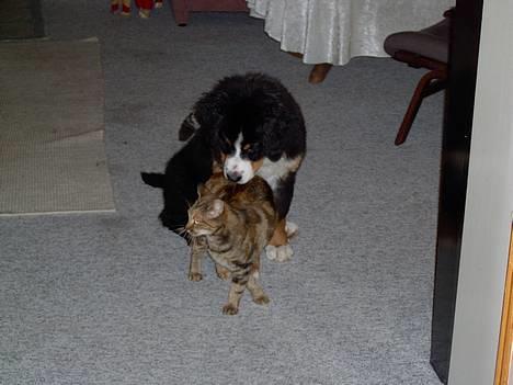 Berner sennenhund Bernhard - her er så den dejligste kat i verden.. men hun er død nu.. HVIL I FRED MIN ELSKERDE KISSER.. billede 15