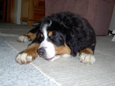 Berner sennenhund Bernhard - Zzzz billede 16