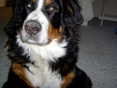 Berner sennenhund Bernhard - se selv.... jeg er en stor dreng billede 17