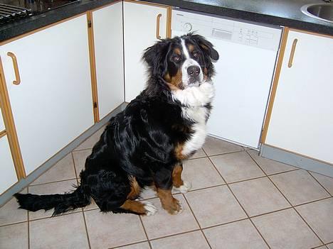 Berner sennenhund Bernhard - er jeg ikke sød.. så pleace giv mig den hundekiks billede 18
