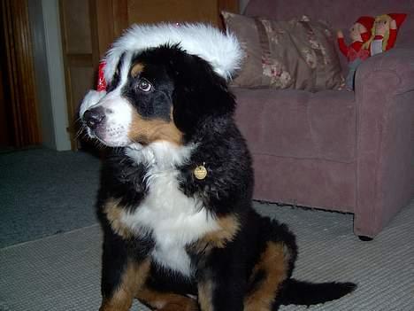 Berner sennenhund Bernhard - pleace..... må jeg ikke godt få den nissehue...... se den passer....... altså næsten billede 19
