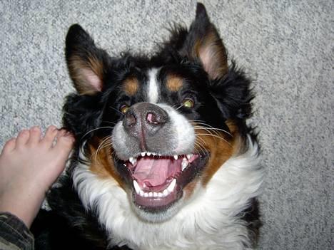 Berner sennenhund Bernhard - hahahahahahahahahaha........... ses.. billede 20