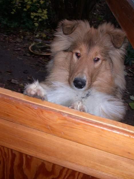 Collie langhåret Gimli - Gimli - 5 mdr. billede 2