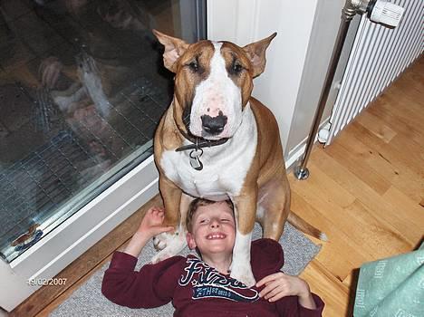 Bullterrier Ask og Pingo  -  " jeg passer lige på min bedste ven - ik " Ask og Jonathan februar2007 billede 13