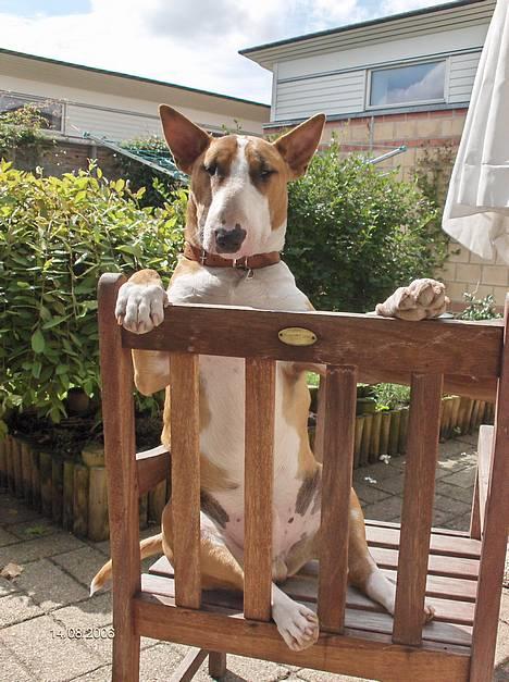 Bullterrier Ask og Pingo  - Halløjjj sidder til bords - bliver der snart serveret noget ..... er sulten  billede 14