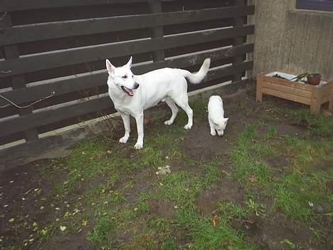 Hvid schæfer Rolf von American Canadia - Den 9/12 2005  flyttede jeg hjem til far Nero der passer godt på mig i haven billede 7