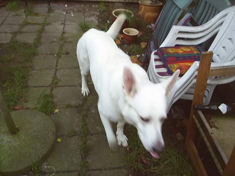 Hvid schæfer Rolf von American Canadia - Far holder øje med mig da jeg ville besøge andre hvide schæfere i byen billede 8