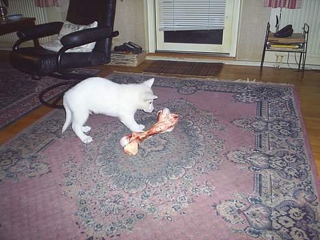 Hvid schæfer Rolf von American Canadia - Hvd mon Nero siger tikl jeg tager hans store kødben fra ham? billede 10