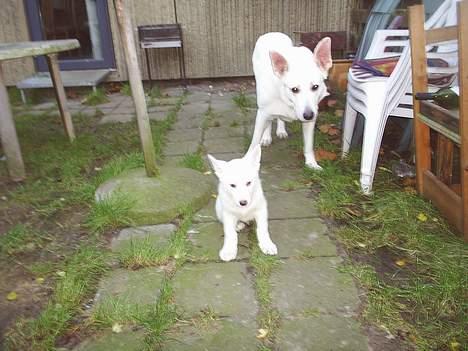 Hvid schæfer Rolf von American Canadia - Far Nero passer på mig hjemme i haven den første dag vi mødtes billede 11